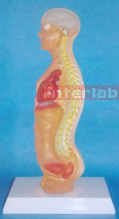 SMALL MALE HUMAN AUTONOMIC NERVOUS SYSTEM MODEL